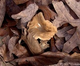 Clavariadelphus unicolor image