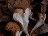 Clavariadelphus unicolor image