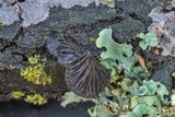 Resupinatus alboniger image