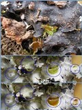 Parmotrema gardneri image