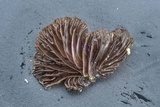 Resupinatus alboniger image