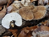 Trametes lactinea image