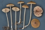 Entoloma hirtipes image