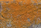 Caloplaca crenulatella image