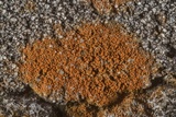 Caloplaca crenulatella image