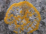 Caloplaca flavescens image