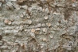 Ochrolechia pallescens image