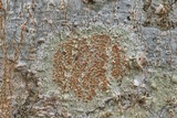 Haematomma persoonii image