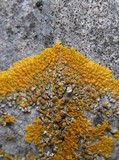 Caloplaca flavescens image