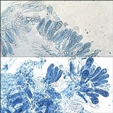 Entoloma bloxamii image