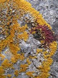Caloplaca flavescens image