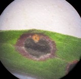 Rhytisma solidaginis image