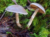 Cortinarius athabascus image