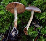 Cortinarius athabascus image