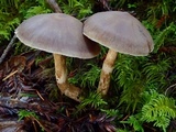 Cortinarius athabascus image