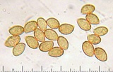 Cortinarius athabascus image