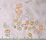 Tricholoma pardinum image