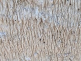 Dentipellis fragilis image