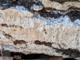 Dentipellis fragilis image