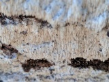 Dentipellis fragilis image