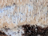 Dentipellis fragilis image