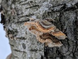 Trametes hirsuta image