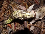 Gomphidius oregonensis image