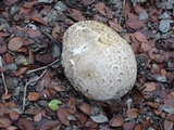 Calvatia pachyderma image