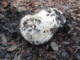 Calvatia pachyderma image