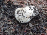 Calvatia pachyderma image