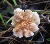 Crepidotus variabilis image