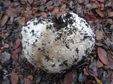 Calvatia pachyderma image