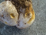 Calvatia pachyderma image