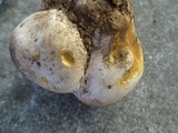 Calvatia pachyderma image