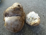 Calvatia pachyderma image