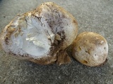 Calvatia pachyderma image
