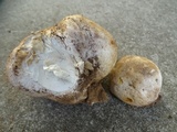 Calvatia pachyderma image