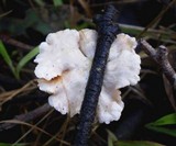 Crepidotus variabilis image