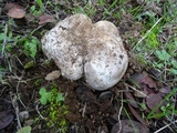 Calvatia pachyderma image