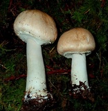 Agaricus hondensis image