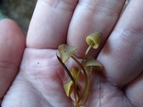 Mycena aurantiomarginata image