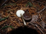 Melanoleuca melaleuca image