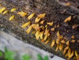 Calocera cornea image