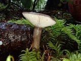 Lactarius pseudomucidus image