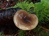Lactarius pseudomucidus image