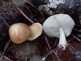 Rhodocollybia butyracea image