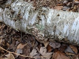 Trametopsis cervina image