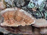 Trametopsis cervina image