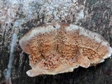 Trametopsis cervina image