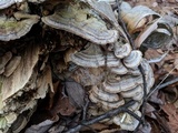 Trametopsis cervina image